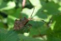 Coreus marginatus